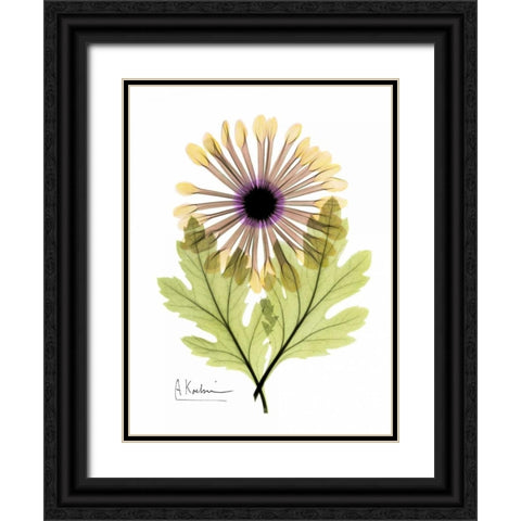 Chrysanthemum in Color Black Ornate Wood Framed Art Print with Double Matting by Koetsier, Albert