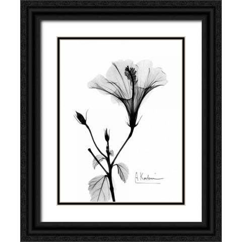 Hibiscus  Black Ornate Wood Framed Art Print with Double Matting by Koetsier, Albert