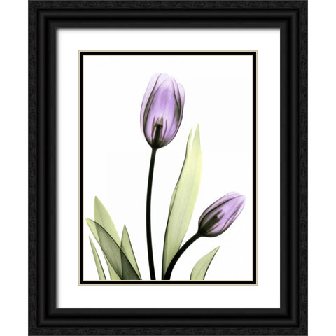 Purple Tulips Black Ornate Wood Framed Art Print with Double Matting by Koetsier, Albert