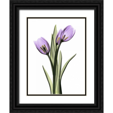 Purple Tulips 2 Black Ornate Wood Framed Art Print with Double Matting by Koetsier, Albert