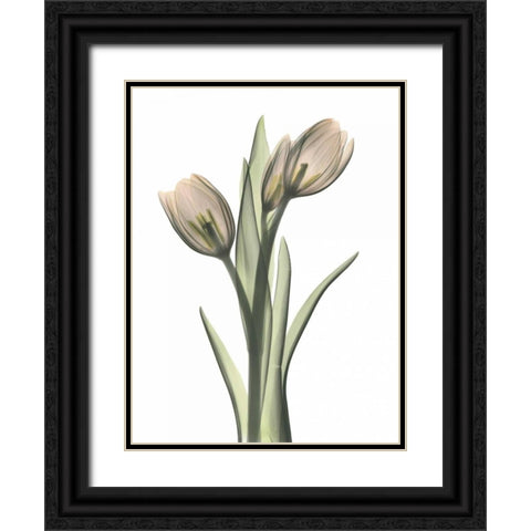 Tulip Pair in Color Black Ornate Wood Framed Art Print with Double Matting by Koetsier, Albert