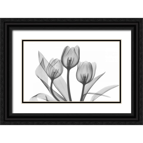 Tulips Three in BandW Black Ornate Wood Framed Art Print with Double Matting by Koetsier, Albert