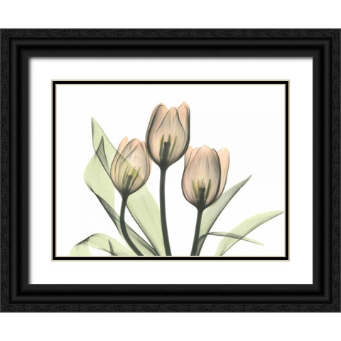 Tulips Three in Color Black Ornate Wood Framed Art Print with Double Matting by Koetsier, Albert