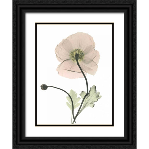 Iceland Poppy Black Ornate Wood Framed Art Print with Double Matting by Koetsier, Albert