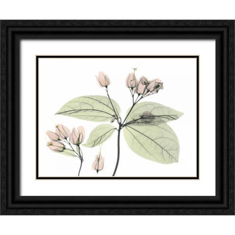 Bleeding Heart in Color Black Ornate Wood Framed Art Print with Double Matting by Koetsier, Albert