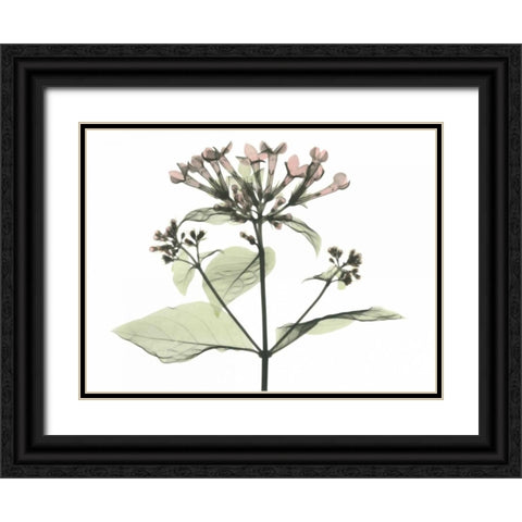 Bouvardia in Color Black Ornate Wood Framed Art Print with Double Matting by Koetsier, Albert