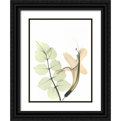 Honey Suckle in Color Black Ornate Wood Framed Art Print with Double Matting by Koetsier, Albert