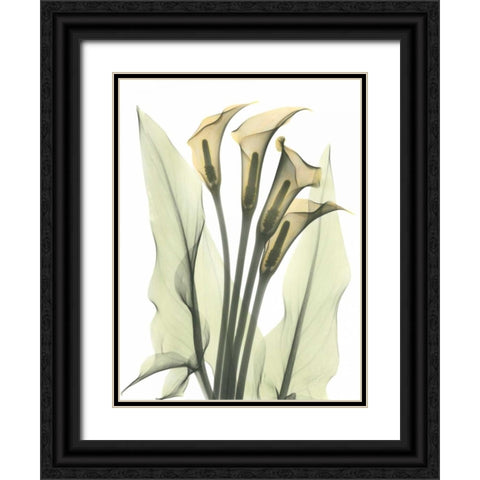 Calla Lily Bunch in Color Black Ornate Wood Framed Art Print with Double Matting by Koetsier, Albert