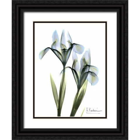 Blue Iris Pair Black Ornate Wood Framed Art Print with Double Matting by Koetsier, Albert