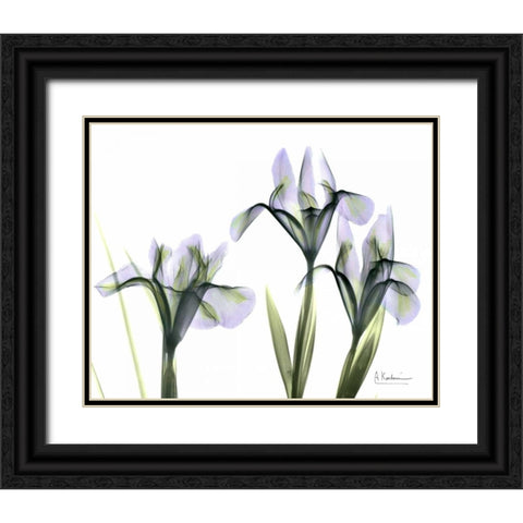 Blue Iris Triple Black Ornate Wood Framed Art Print with Double Matting by Koetsier, Albert