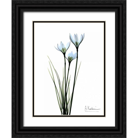 White Rain Lily Black Ornate Wood Framed Art Print with Double Matting by Koetsier, Albert