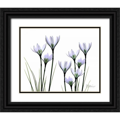 White Rain Lily in Bloom Black Ornate Wood Framed Art Print with Double Matting by Koetsier, Albert