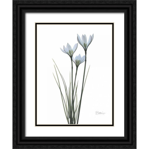 White Rain Lily Black Ornate Wood Framed Art Print with Double Matting by Koetsier, Albert