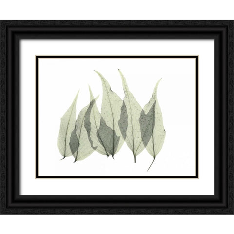 Japanese Fern Black Ornate Wood Framed Art Print with Double Matting by Koetsier, Albert