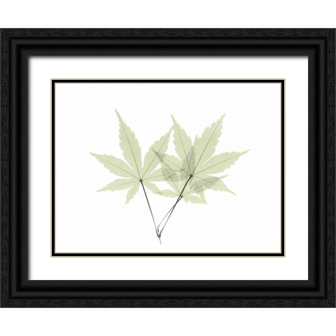 Japanese Maple Black Ornate Wood Framed Art Print with Double Matting by Koetsier, Albert