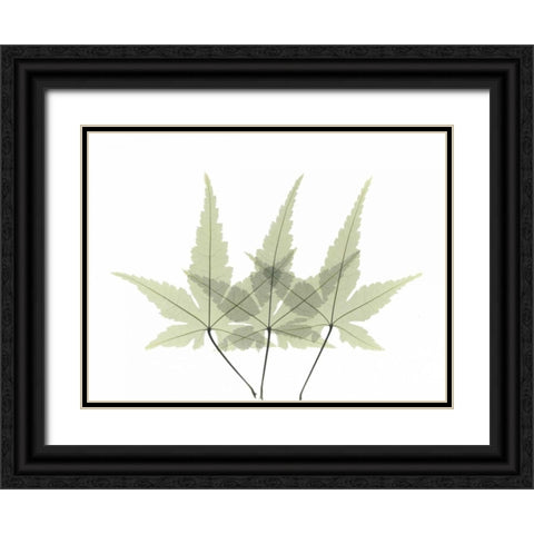 Japanese Maple 2 Black Ornate Wood Framed Art Print with Double Matting by Koetsier, Albert