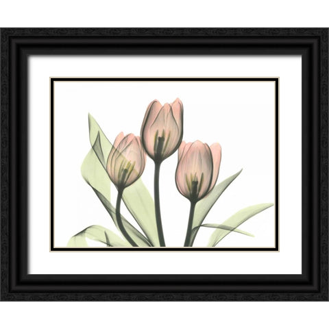 Pink Tulip Bunch Black Ornate Wood Framed Art Print with Double Matting by Koetsier, Albert