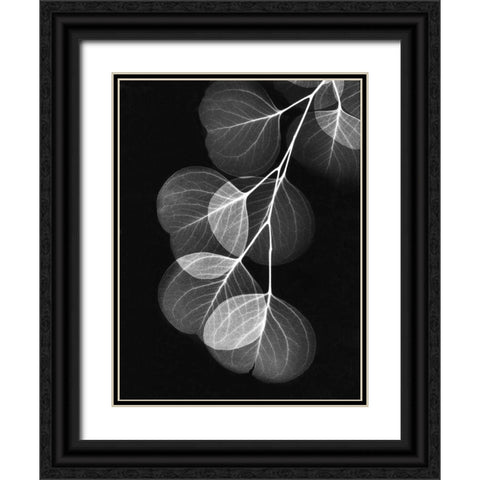 Eucalyptus on Black Black Ornate Wood Framed Art Print with Double Matting by Koetsier, Albert