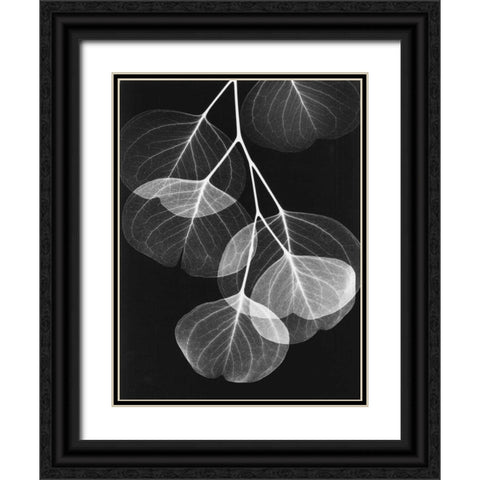 Eucalyptus on Black 2 Black Ornate Wood Framed Art Print with Double Matting by Koetsier, Albert