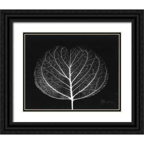 Eucalyptus Close Up on Black Black Ornate Wood Framed Art Print with Double Matting by Koetsier, Albert