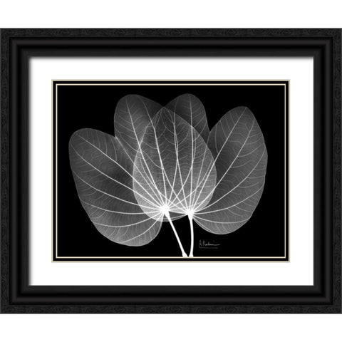 Orchid Tree  Close on Black Black Ornate Wood Framed Art Print with Double Matting by Koetsier, Albert