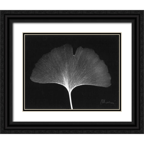 Ginkgo Single Leaf  Close Up on Black Black Ornate Wood Framed Art Print with Double Matting by Koetsier, Albert