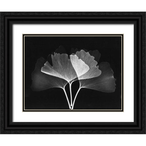 Ginkgo Leaves Close Up on Black 2 Black Ornate Wood Framed Art Print with Double Matting by Koetsier, Albert