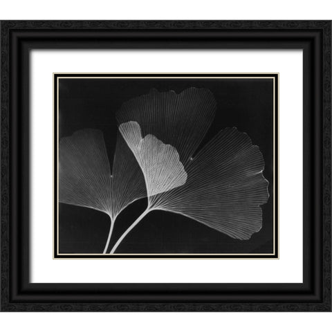 Ginkgo Leaves Close Up on Black Black Ornate Wood Framed Art Print with Double Matting by Koetsier, Albert