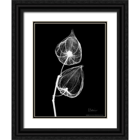 Sandersonia Close Up on Black Black Ornate Wood Framed Art Print with Double Matting by Koetsier, Albert