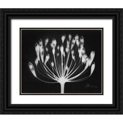 Lily of the Nile Black Ornate Wood Framed Art Print with Double Matting by Koetsier, Albert