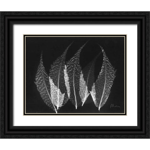 Japanese Ferns Close Up on Black Black Ornate Wood Framed Art Print with Double Matting by Koetsier, Albert