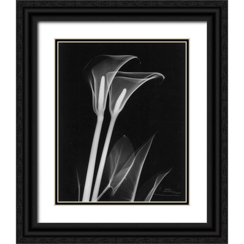 Calla Lily Close Up on Black Black Ornate Wood Framed Art Print with Double Matting by Koetsier, Albert