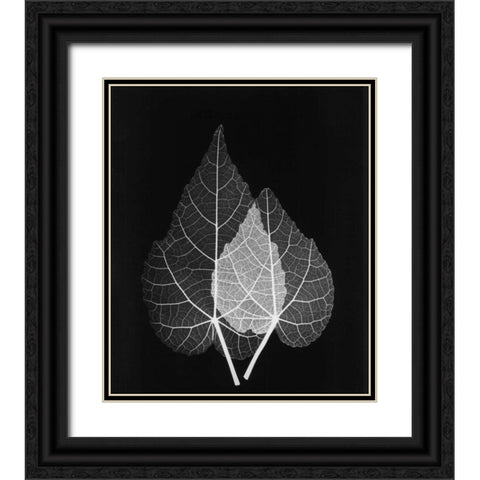 Sage Pair Close Up on Black Black Ornate Wood Framed Art Print with Double Matting by Koetsier, Albert