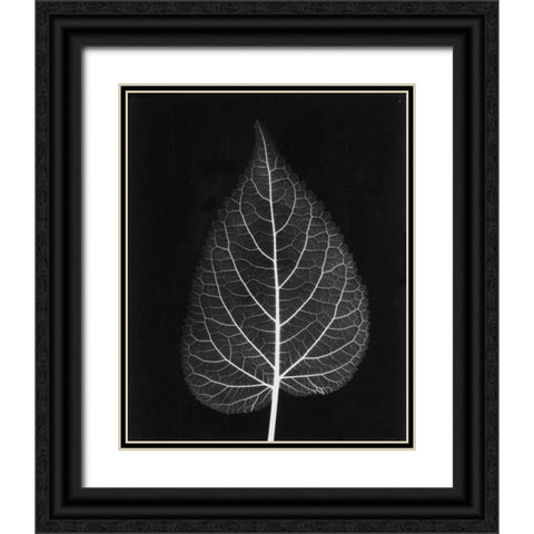 Sage Close Up on Black Black Ornate Wood Framed Art Print with Double Matting by Koetsier, Albert