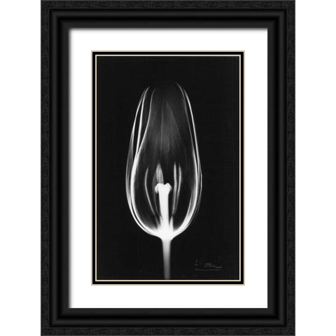 Tulip Close Up on Black Black Ornate Wood Framed Art Print with Double Matting by Koetsier, Albert