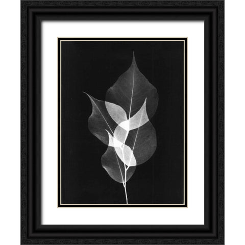 Triple Leaf Close Up on Black Black Ornate Wood Framed Art Print with Double Matting by Koetsier, Albert