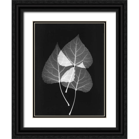 Triple Leaf Close Up on Black 2 Black Ornate Wood Framed Art Print with Double Matting by Koetsier, Albert