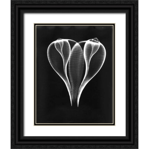 Shell Close Up on Black Black Ornate Wood Framed Art Print with Double Matting by Koetsier, Albert
