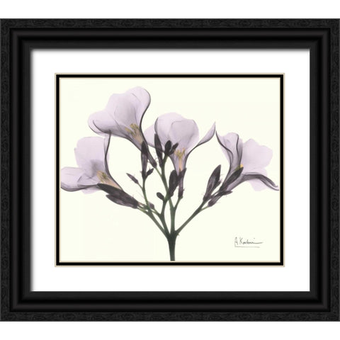 Oleander in Purple Black Ornate Wood Framed Art Print with Double Matting by Koetsier, Albert