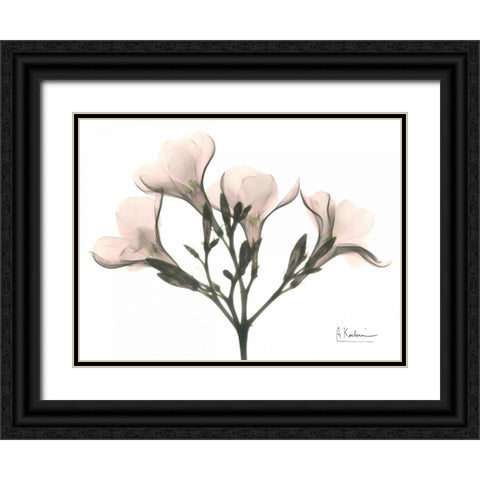 Oleander in Pink Black Ornate Wood Framed Art Print with Double Matting by Koetsier, Albert