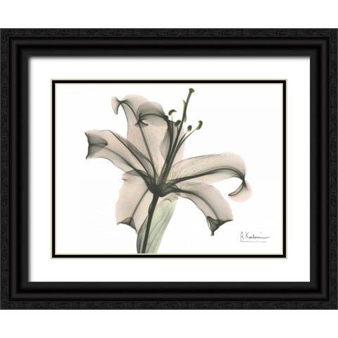 Lily in Pink Black Ornate Wood Framed Art Print with Double Matting by Koetsier, Albert