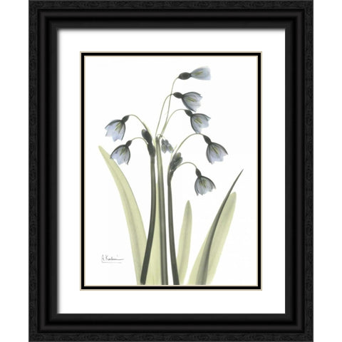 Snow Drop in Color Black Ornate Wood Framed Art Print with Double Matting by Koetsier, Albert