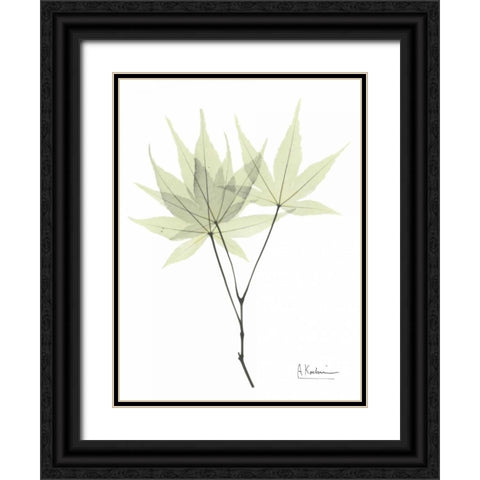 Japanese Maple in Pale Green Black Ornate Wood Framed Art Print with Double Matting by Koetsier, Albert