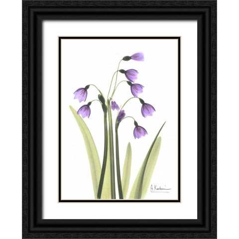 Snow Drop in Full Bloom Black Ornate Wood Framed Art Print with Double Matting by Koetsier, Albert