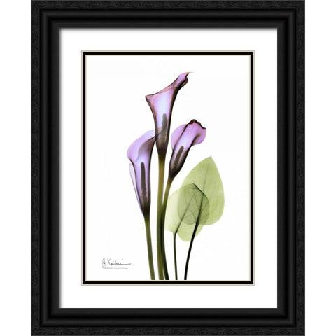 Calla Lily in Full Bloom Black Ornate Wood Framed Art Print with Double Matting by Koetsier, Albert