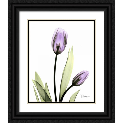 Tulip in Full Bloom Black Ornate Wood Framed Art Print with Double Matting by Koetsier, Albert