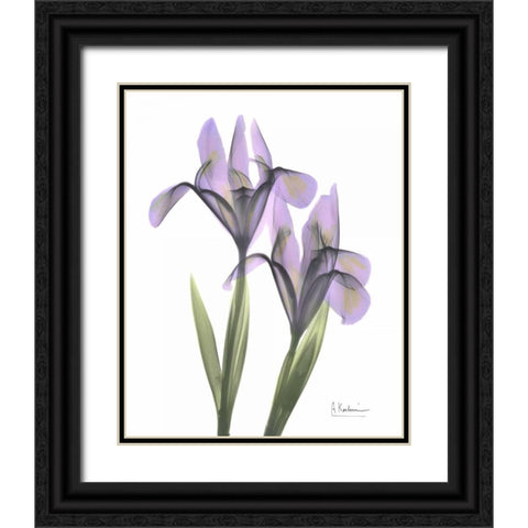 Purple Iris Black Ornate Wood Framed Art Print with Double Matting by Koetsier, Albert