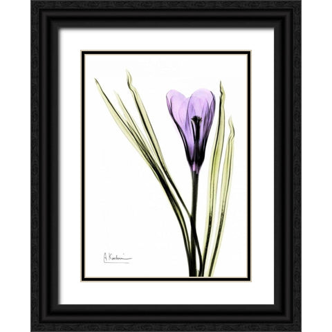 Purple Crocus Black Ornate Wood Framed Art Print with Double Matting by Koetsier, Albert