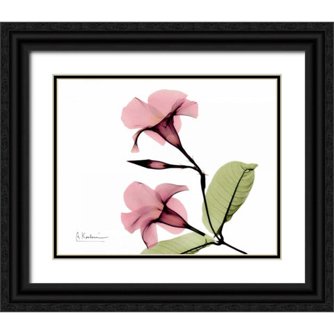 Pink Mandelila Bunch Black Ornate Wood Framed Art Print with Double Matting by Koetsier, Albert