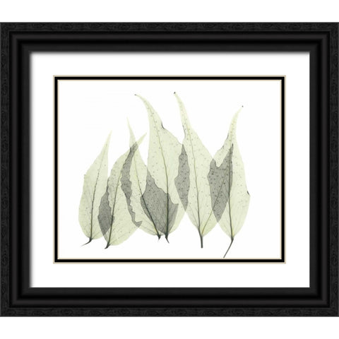 Japanese Fern in Green Black Ornate Wood Framed Art Print with Double Matting by Koetsier, Albert